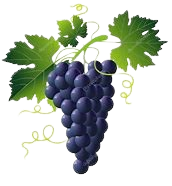 Cabernet Franc